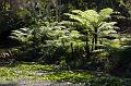 Mount Tambourine Botanic Gardens IMGP0665